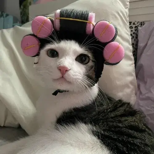 Avatar mèo ngáo bựa nhìn một lần là không nhịn được cười