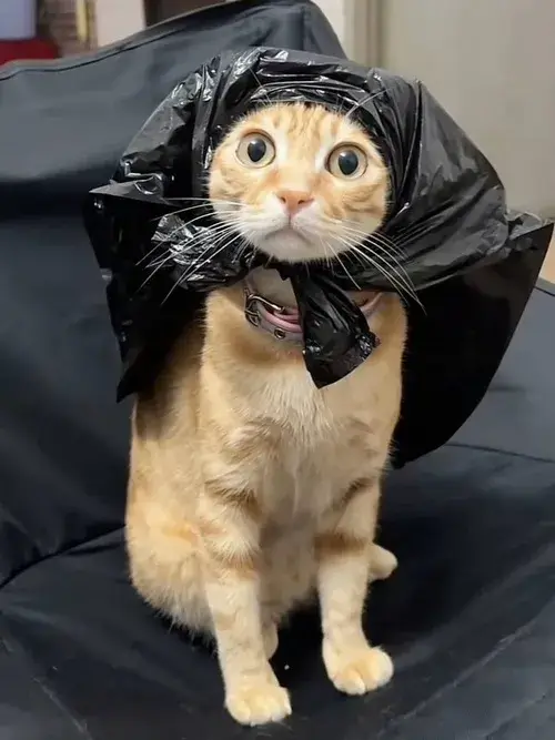 Hình avatar cute mèo bựa cùng biểu cảm lơ ngơ nhìn là cười