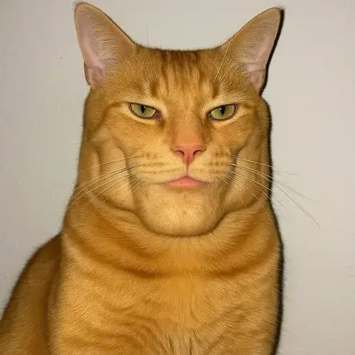 Ảnh đại diện mèo ngáo thể hiện dáng ngồi khó hiểu rất hài