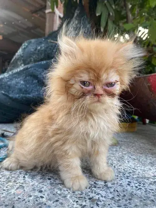 Avatar mèo ngáo ghi dấu khoảnh khắc tăng độ lầy