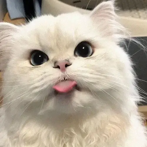 Avatar mèo bựa mang thần thái bất cần vô tri dễ nghiện