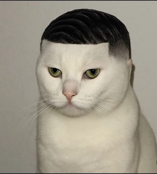 Avatar mèo bựa ghi dấu gương mặt mất kiểm soát siêu hài