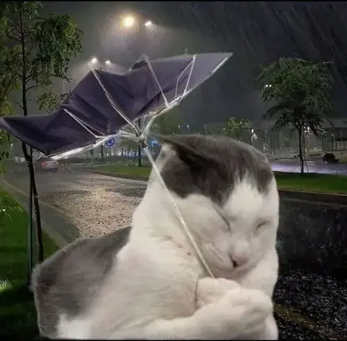 Ảnh đại diện cá nhân mèo bựa với ánh mắt làm lệch cảm xúc