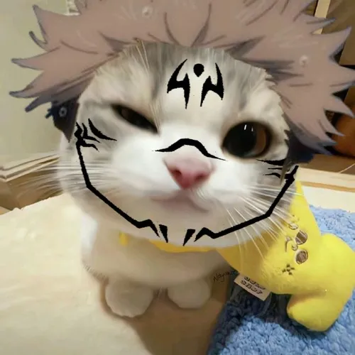 Ảnh avatar mèo ngáo phản ánh meme thú cưng Việt