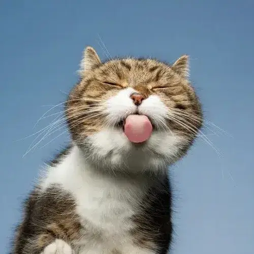 Ảnh avatar mèo ngáo với ánh mắt trống rỗng nhìn mà bật cười