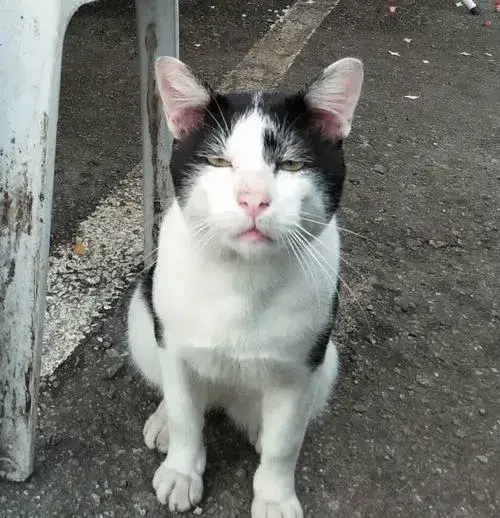 Hình avatar cute mèo ngáo với tư thế ngồi sai sai lầy nhẹ