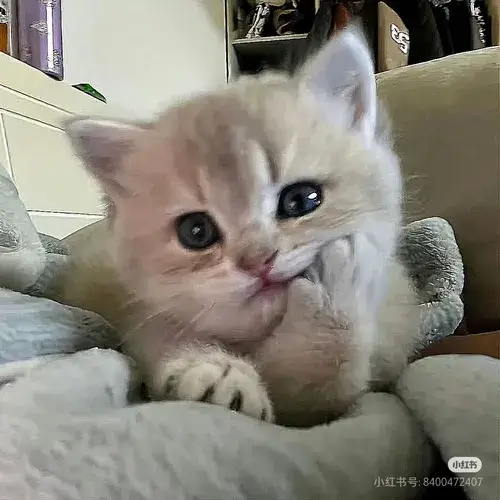 Avatar mèo ngáo bựa hợp mood ai đang chán đời nhẹ