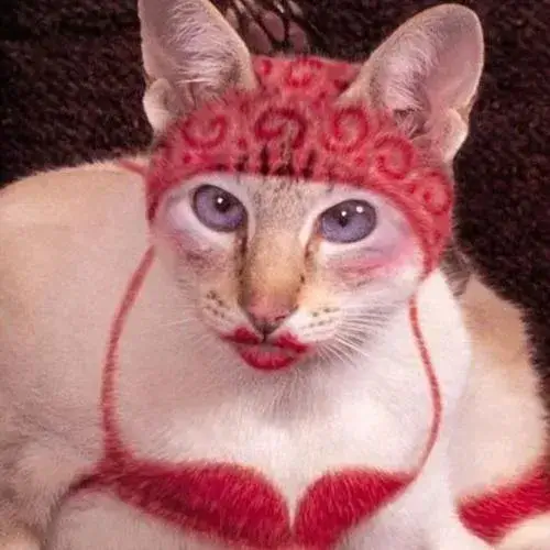 Ảnh avatar mèo bựa thể hiện lầy nhẹ nhưng cười hoài