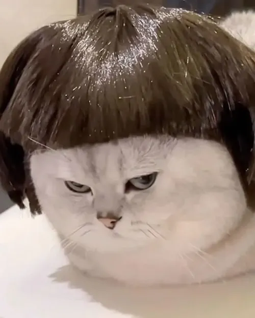 Hình đại diện mèo ngáo mang cảm giác gây cười tự nhiên