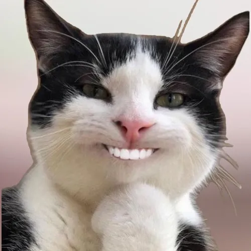 Hình profile cute mèo ngáo với tạo hình phi logic gây cười