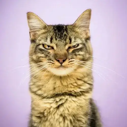 Ảnh cá nhân mèo bựa phô diễn nét mặt khó đỡ ngớ ngẩn