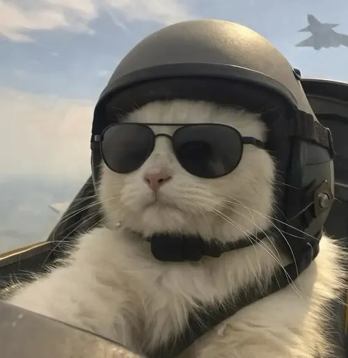 Hình avatar mèo bựa lan tỏa vibe hài tự nhiên không cần diễn