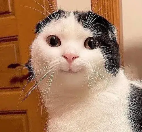 Ảnh đại diện mèo ngáo bắt trọn khoảnh khắc vô tri ngớ người