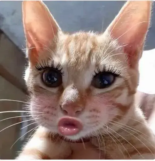 Hình đại diện mèo ngáo đúng chất nhìn là cười