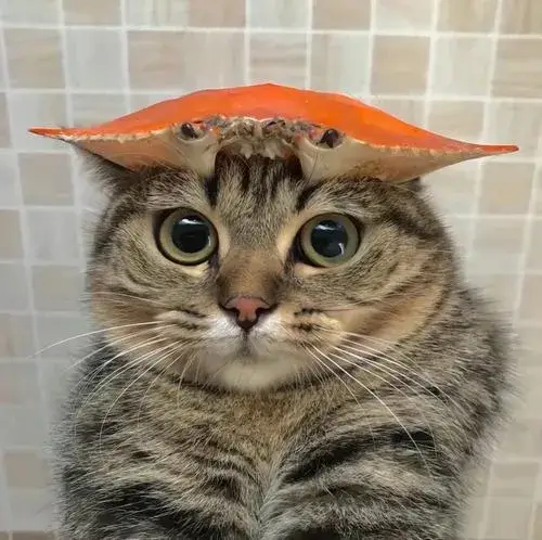 Khoảnh khắc mèo ngáo mang cảm giác gây cười rất tự nhiên