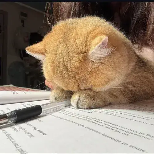 Ảnh đại diện mèo ngáo bựa càng nhìn càng thấy lầy