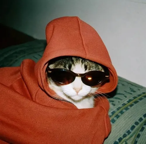 Hình avatar cute mèo phong cách lông tối màu và bố cục chặt