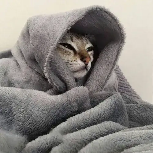 Avatar mèo ngầu phong cách lạnh lùng hợp người ít nói