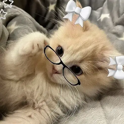 Ảnh profile mèo ngầu dành cho ai không thích sự dễ thương