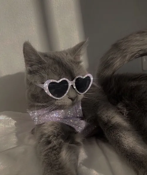 Avatar mèo ngầu nhìn đơn giản nhưng thần thái rất gắt