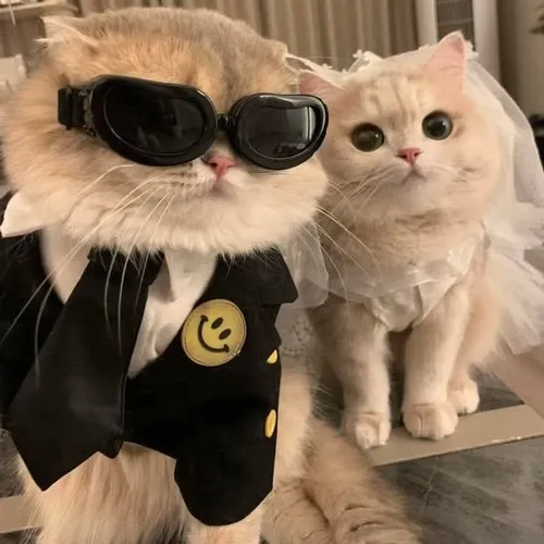 Ảnh profile mèo ngầu cho mood trầm và cá tính mạnh