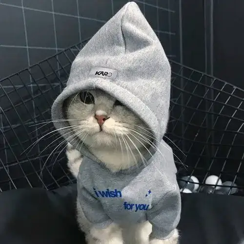 Ảnh đại diện mèo ngầu hợp gu tối giản và hơi nổi loạn