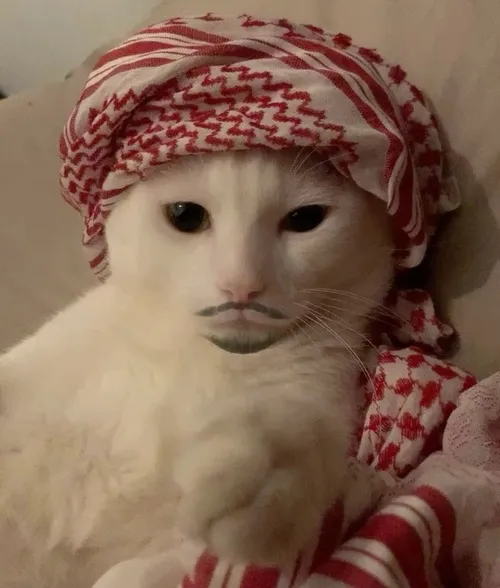 Hình đại diện mèo ngầu nhấn tối và mạnh