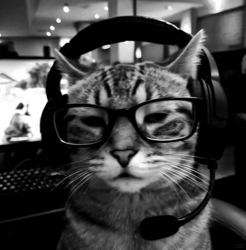 Ảnh avatar mèo ngầu với ánh mắt sắc và biểu cảm lạnh