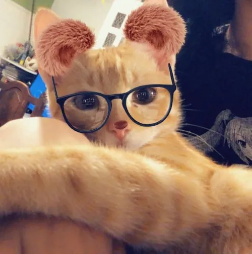 Ảnh profile mèo ngầu nổi bật ánh sáng xiên tạo độ tương phản cao