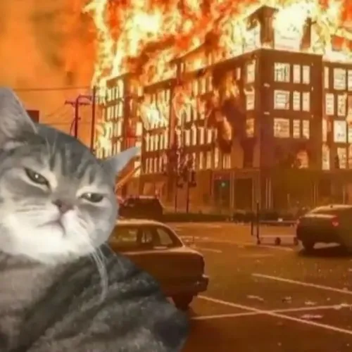 Avatar mèo ngầu mang vibe cá tính giữa hậu cảnh trầm