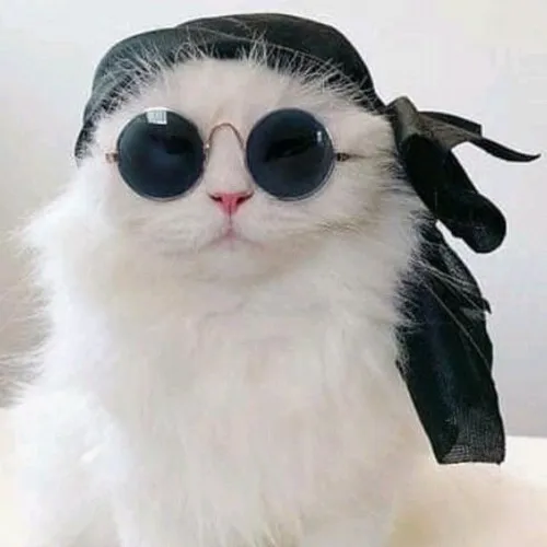 75 Ảnh Avatar Mèo Ngầu lạnh lùng cho người thích nổi loạn và cá tính mạnh