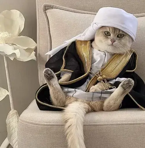 Avatar dễ thương mèo mang thần thái lì cùng ánh mắt lạnh