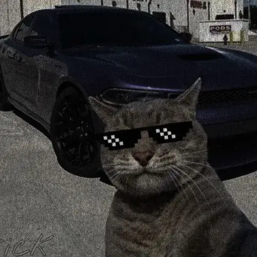 Ảnh đại diện mèo ngầu nhìn là thấy khó gần nhưng cực cuốn