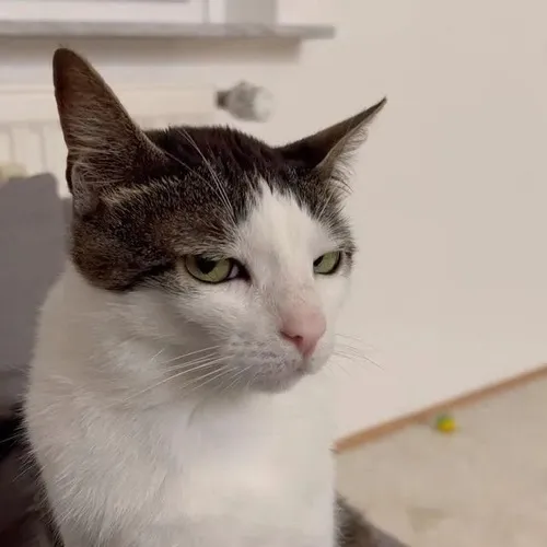 Hình avatar mèo bựa chuẩn kiểu vô tri xem là ghiền