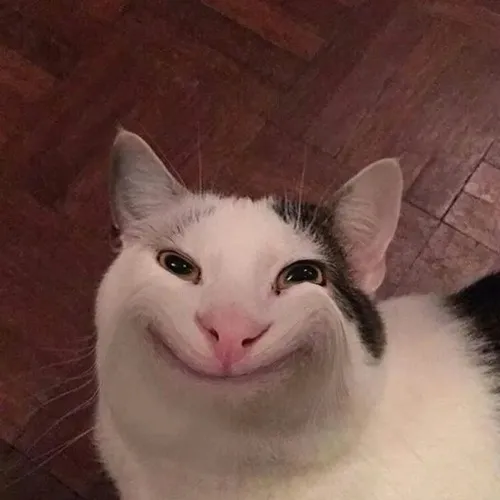 Phong cách mèo bựa mang hơi hướng hình ảnh phi thực tế