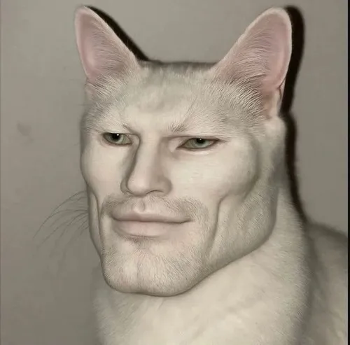 Hình đại diện mèo ngáo khoe miệng hé ngơ ngác