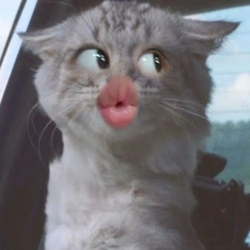 Ảnh đại diện mèo ngáo với biểu cảm quá đà khó quên