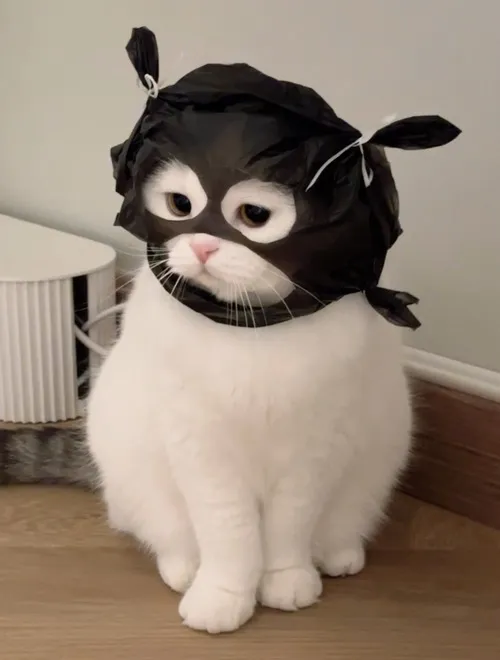 Phong cách mèo ngáo thể hiện ngớ ngẩn rất duyên