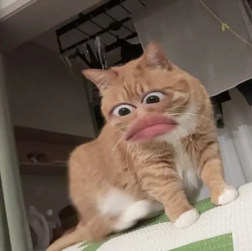 Cảm hứng hình ảnh mèo ngáo từ tạo hình lệch mood