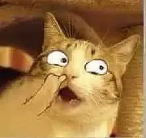 Ảnh avatar mèo bựa nổi bật ánh mắt trống rỗng