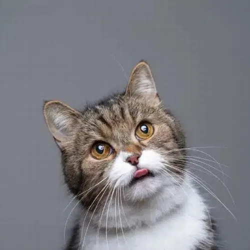 Avatar dễ thương mèo bựa ghi lại khoảnh khắc bắt trúng