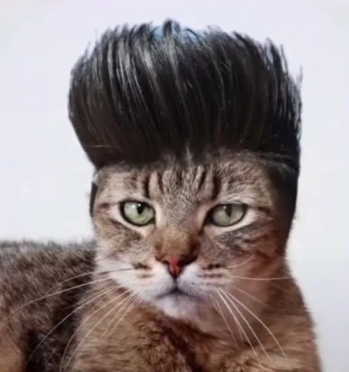 Ảnh profile mèo ngáo với phản xạ chậm nhìn là thấy buồn cười