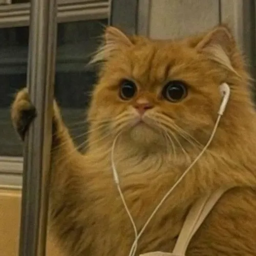 Avatar mèo bựa với biểu cảm quá đà mà duyên lạ