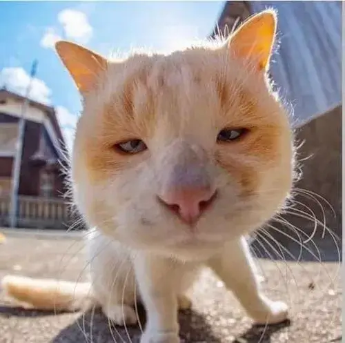 Ảnh profile mèo ngáo bắt trend trào lưu ảnh vui