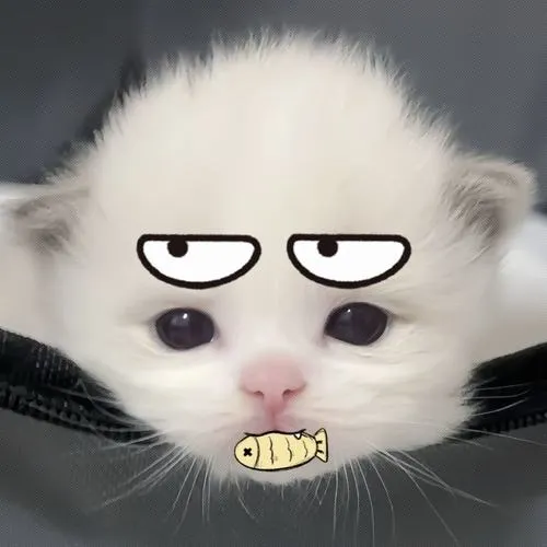 Avatar mèo bựa ghi dấu gương mặt mất kiểm soát