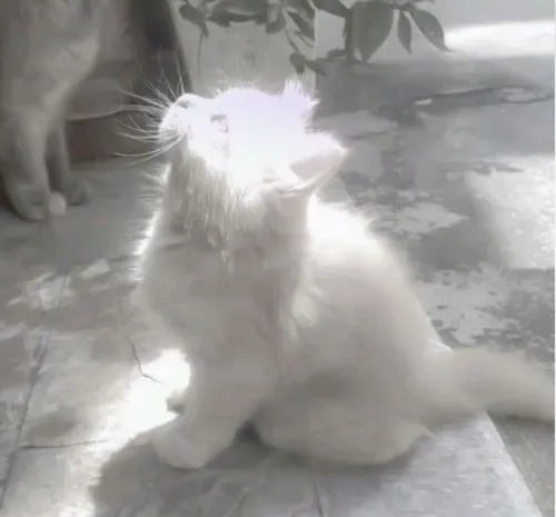 Hình đại diện trắng mang hơi thở đương đại và lạnh nhẹ