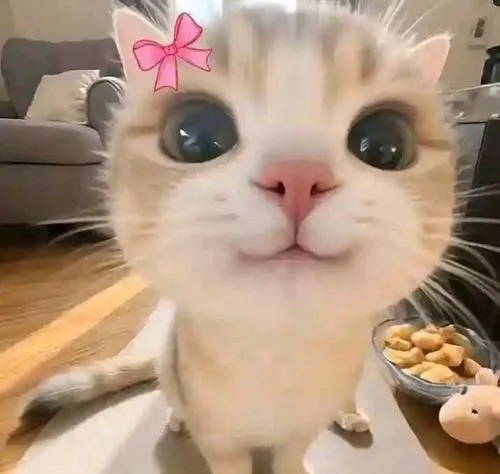 Avatar dễ thương mèo nhà gắn tư thế ngồi với thần thái