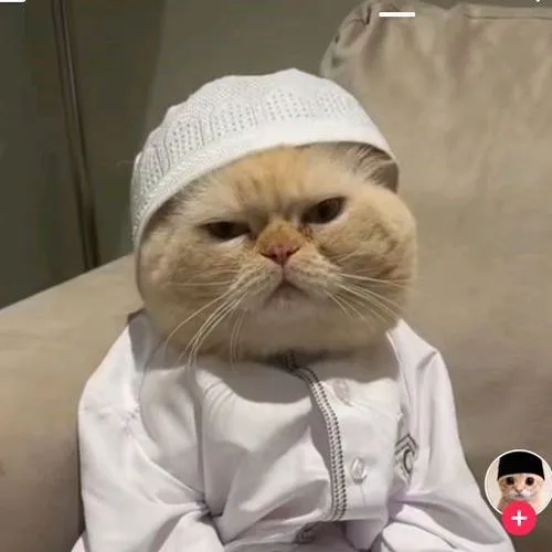 Ảnh avatar mèo nhà đặt cạnh nhân vật dễ thương