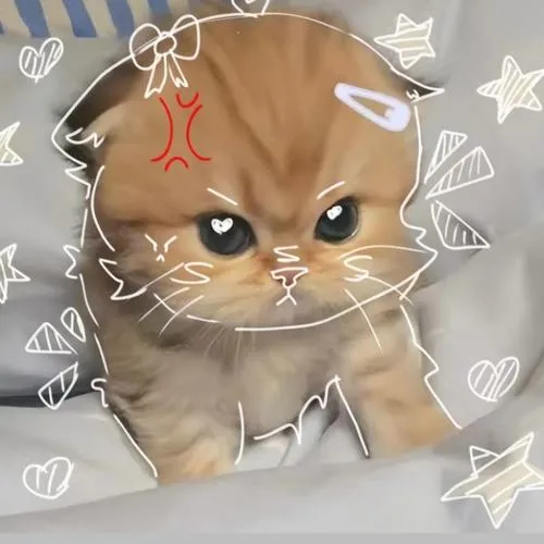 Ảnh avatar mèo nhà thể hiện mắt và con ngươi rõ nét