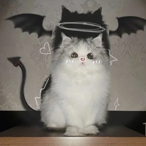 Bối cảnh hình ảnh mèo nhà gắn ảnh sinh hoạt đời thường